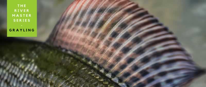 River Master - Grayling - Part 3