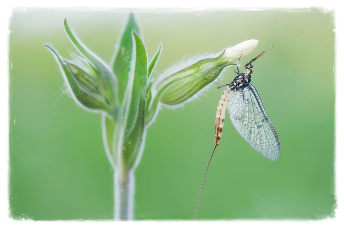 An Insect Graveyard - The river has finally sprung into life!