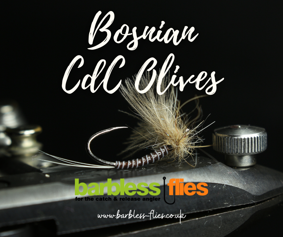 Bosnian CdC Olives & Mayflies - Direct from our man on the ground!