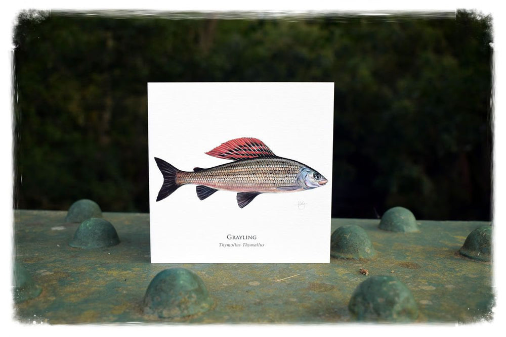 Early Knockings - for Grayling