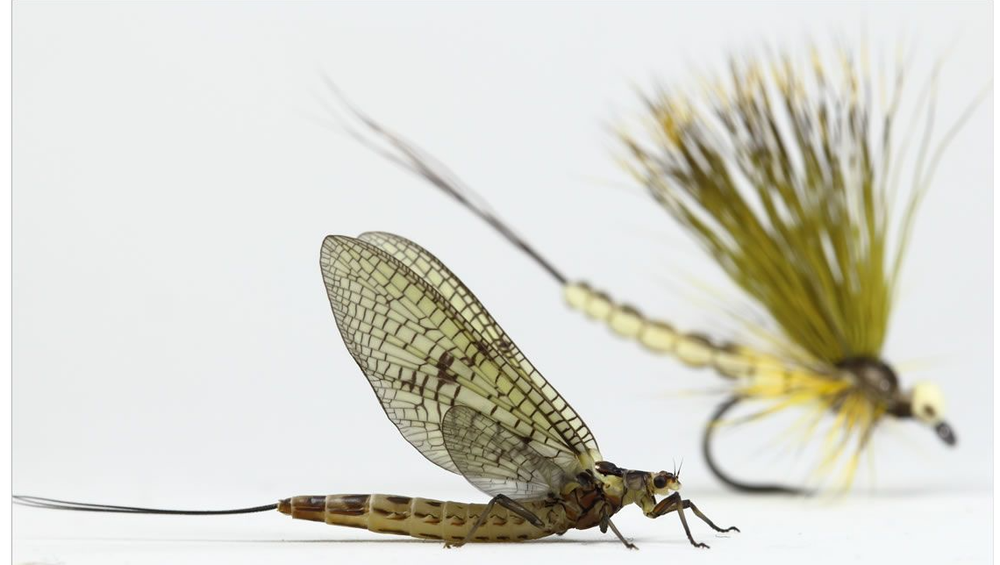 A Mayfly Amuse-Bouche - Just a Taster of Our NEW Mayflies Patterns