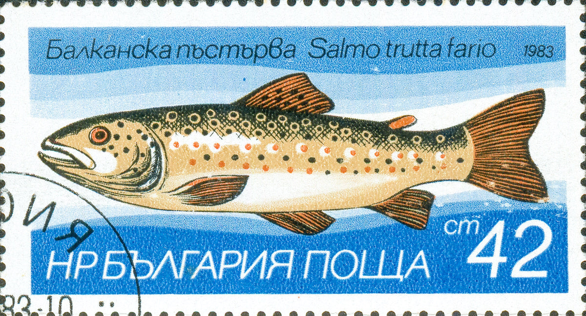 River Trout Nymphs Individuals