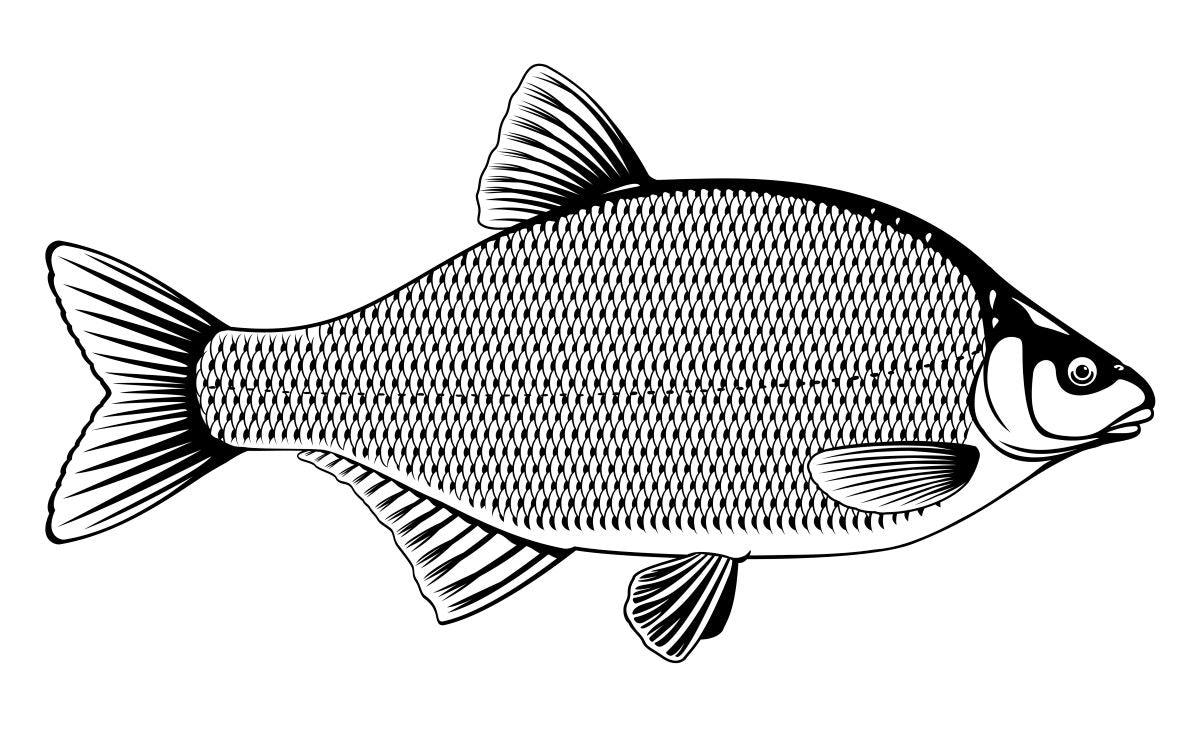 Flies for Bream