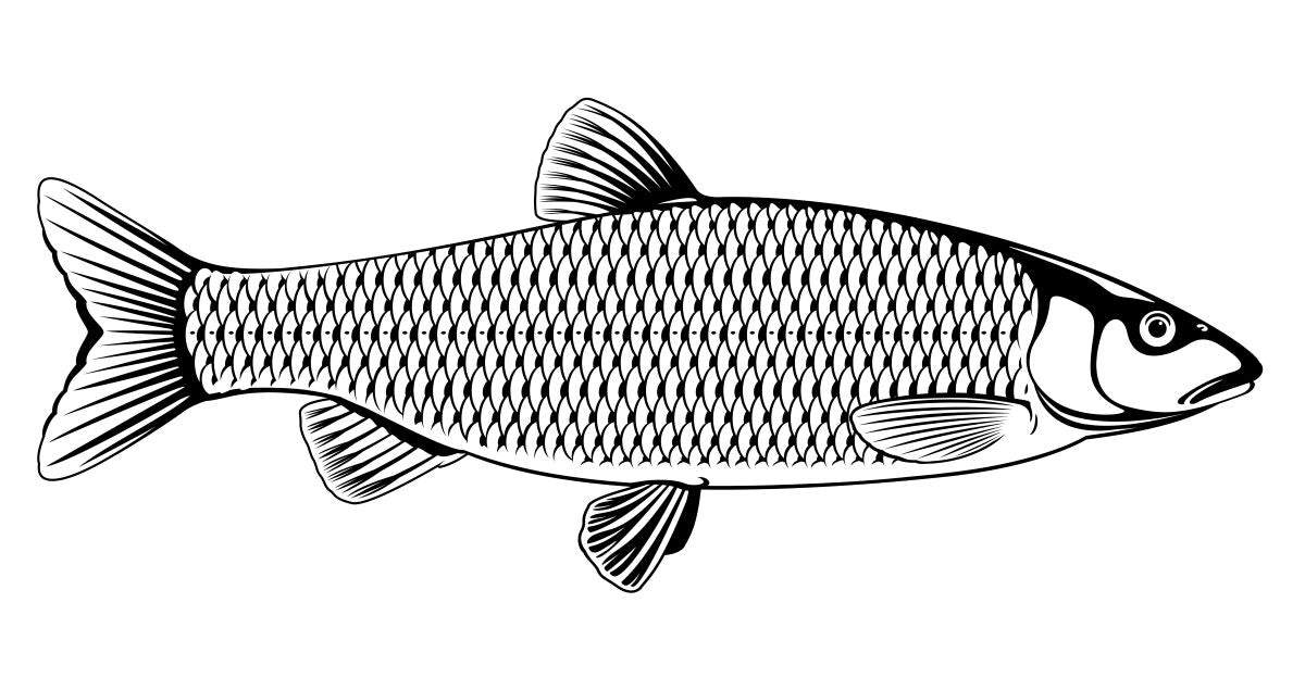 Flies for Chub
