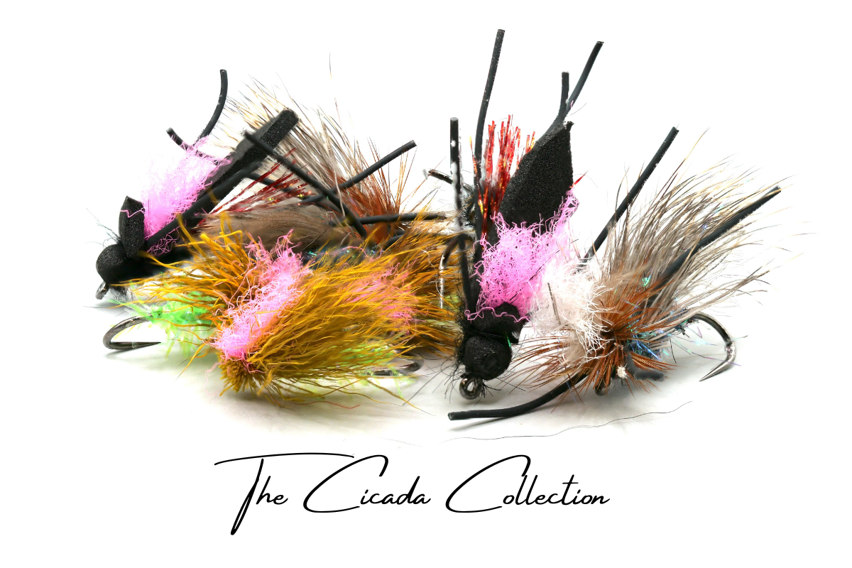 The Cicada - Collection No. 002