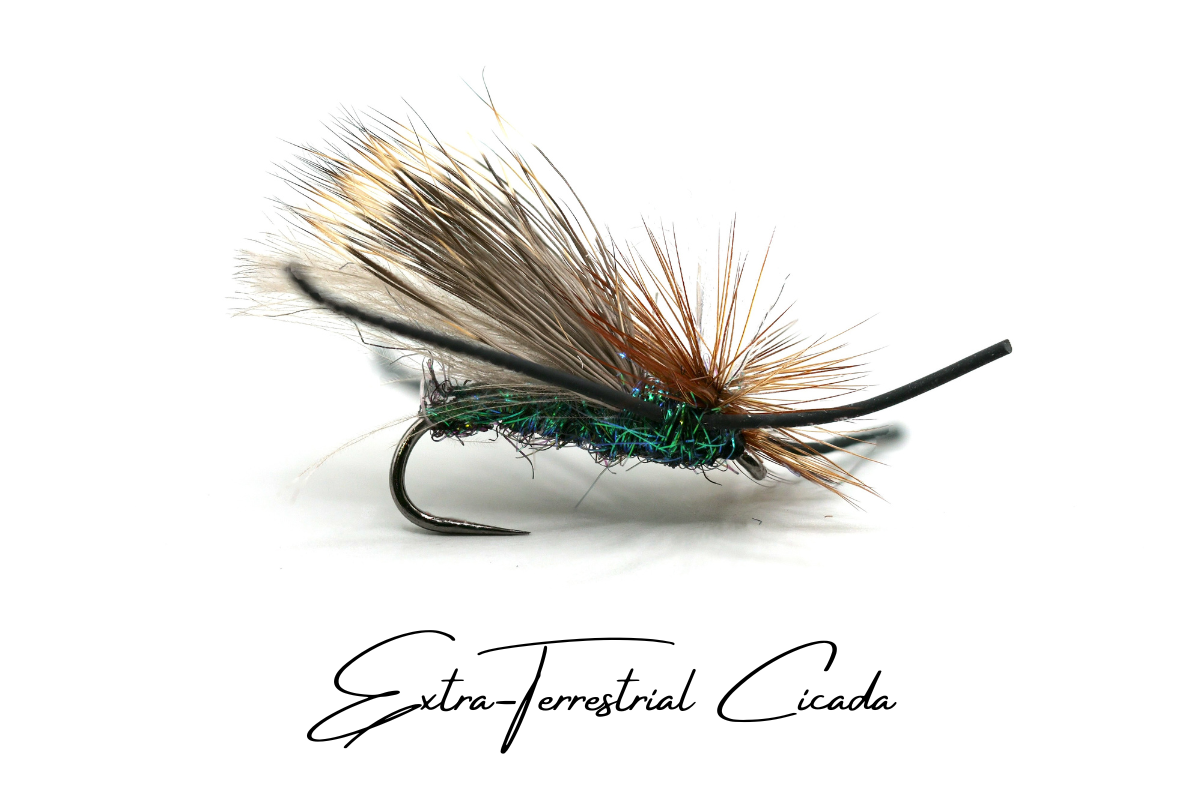 The Cicada - Collection No. 002