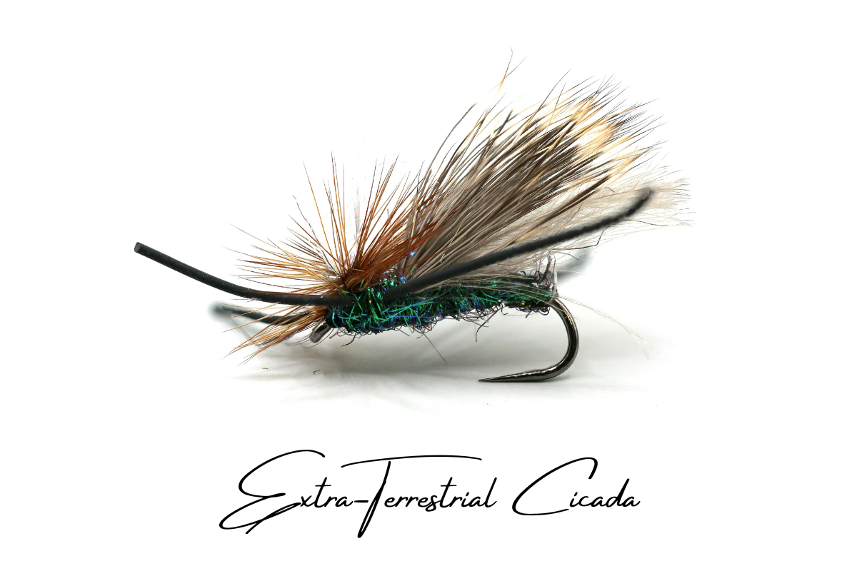 The Cicada - Collection No. 002