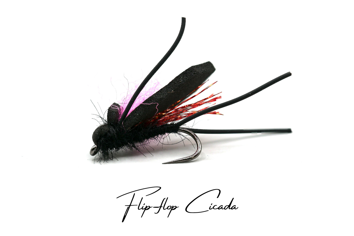 The Cicada - Collection No. 002